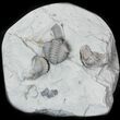 Partially Enrolled Flexicalymene Trilobites - Ohio #30459-3